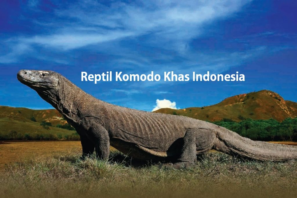 Reptil Komodo Khas Indonesia