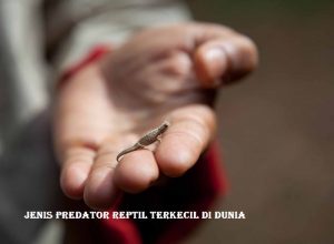 Jenis Predator Reptil Terkecil Di Dunia